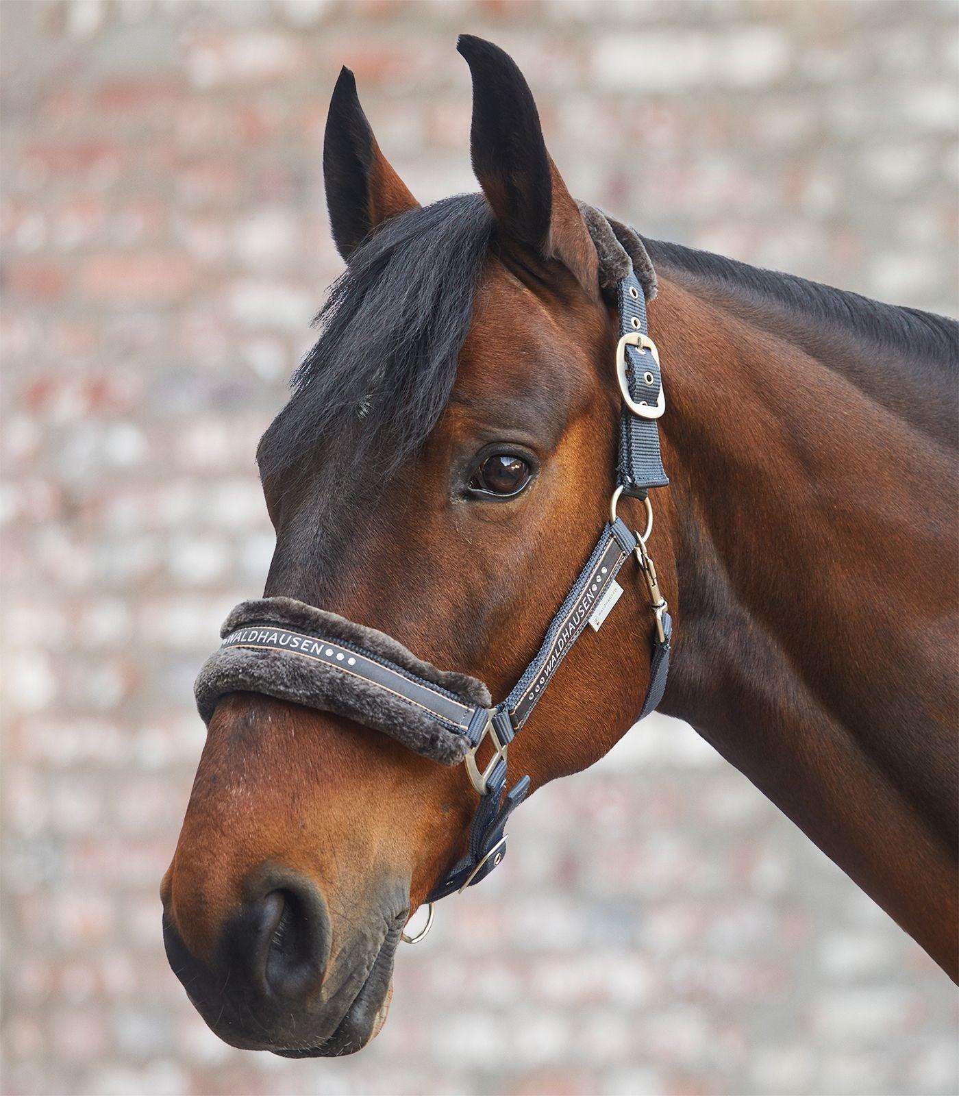 Licol Elegant - SHOPHORSE