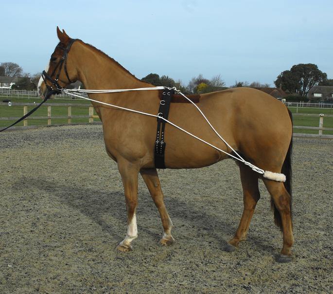Rhinegold Enrenement A Longe avec Surfaix - SHOPHORSE
