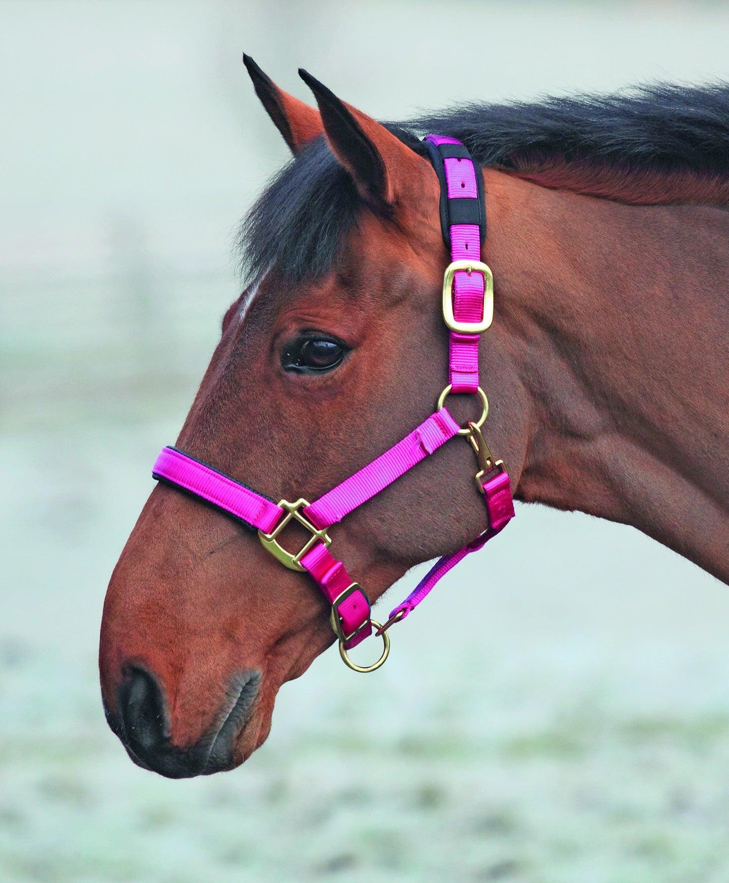 Shires Licol Topaz - SHOPHORSE