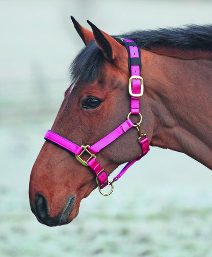 Shires Licol Topaz - SHOPHORSE