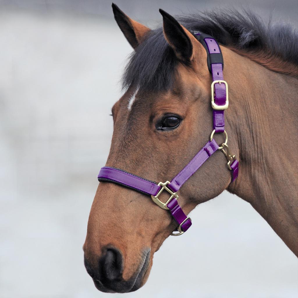 Shires Licol Topaz - SHOPHORSE