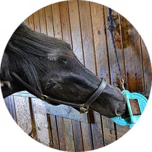 Bizzy Bites Jouet pour Cheval - SHOPHORSE