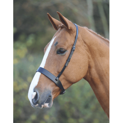 Blenheim Muserolle Hunter - SHOPHORSE