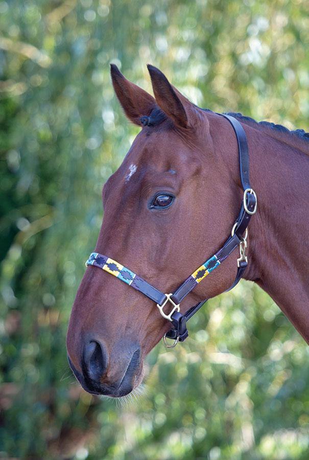 Bleinham Licol Polo en cuir - SHOPHORSE