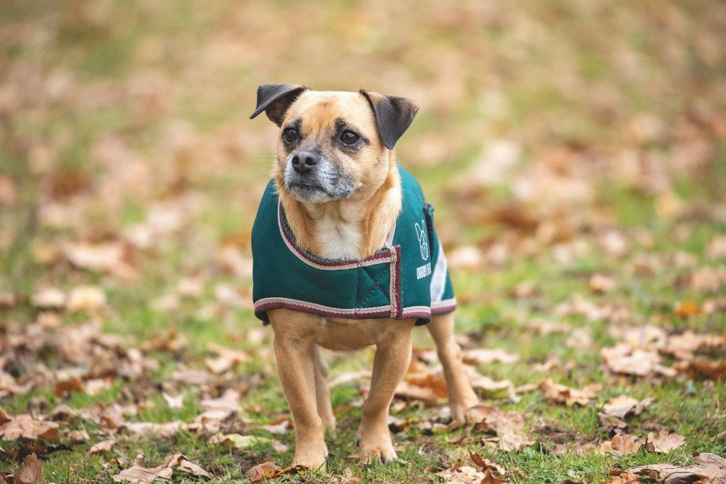Digby & Fox Couverture Chien Teal - SHOPHORSE