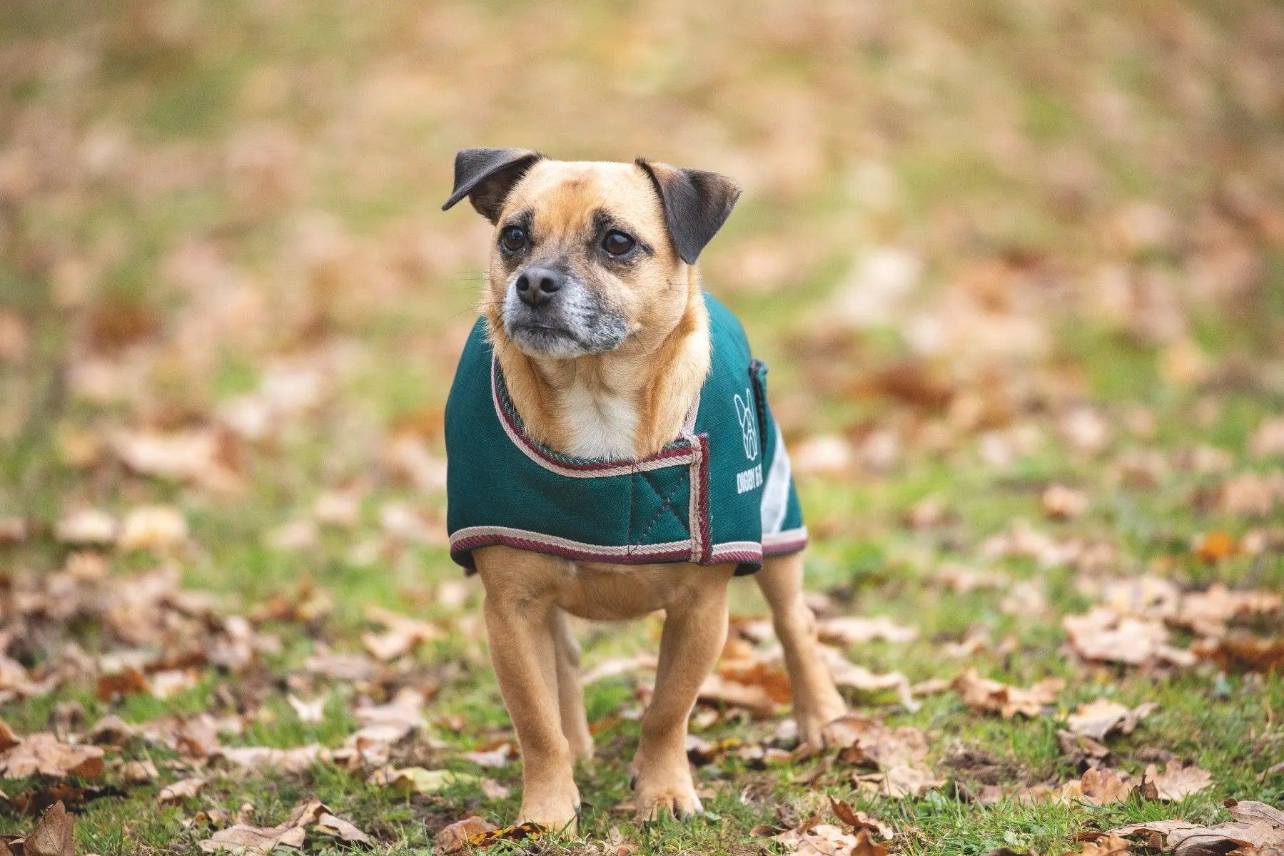 Digby & Fox Couverture Chien Teal - SHOPHORSE