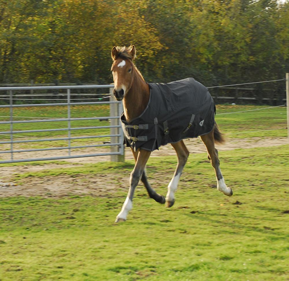 Rhinegold Konig couverture Mini 200g - SHOPHORSE
