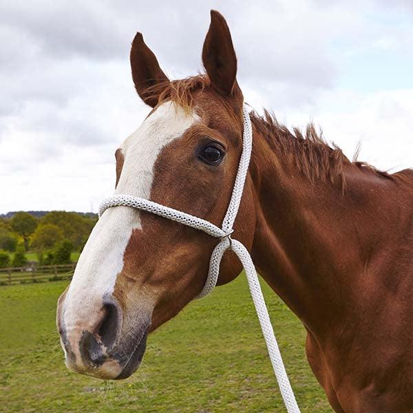 Licol de Presentation en Corde Blanche - SHOP HORSE
