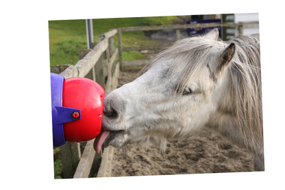 Likit Tongue Twister - SHOP HORSE