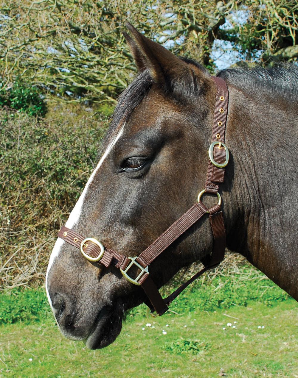 Rhinegold Licol en Nylon - SHOP HORSE