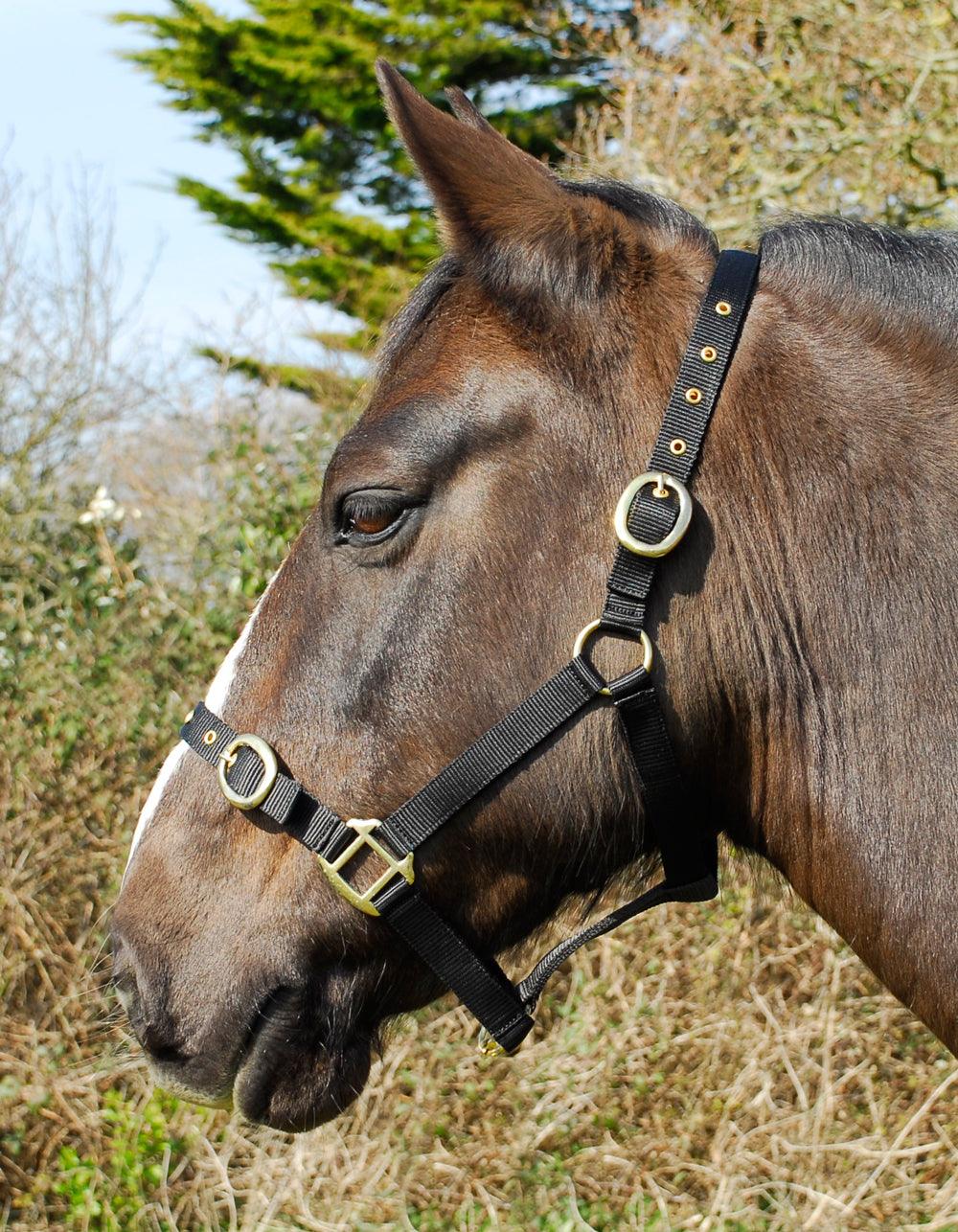 Rhinegold Licol en Nylon - SHOP HORSE