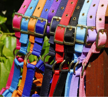 Rhinegold Licol Poulain - SHOP HORSE