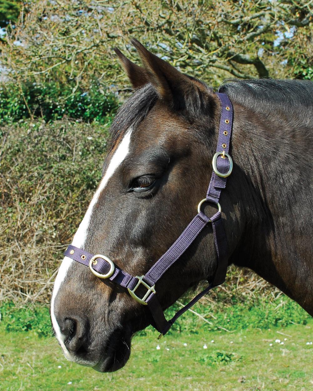 Rhinegold Licol en Nylon - SHOP HORSE