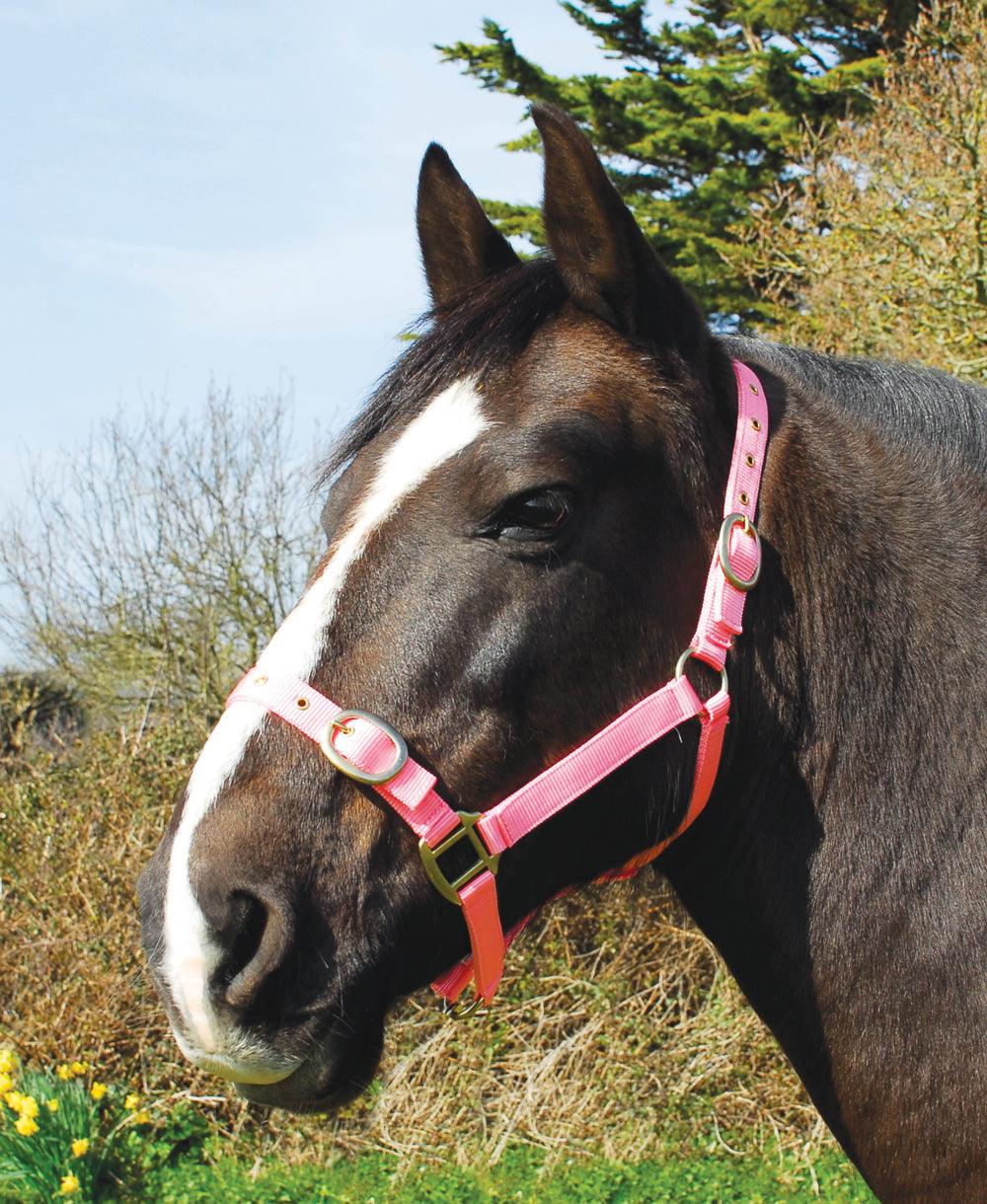 Rhinegold Licol en Nylon - SHOP HORSE