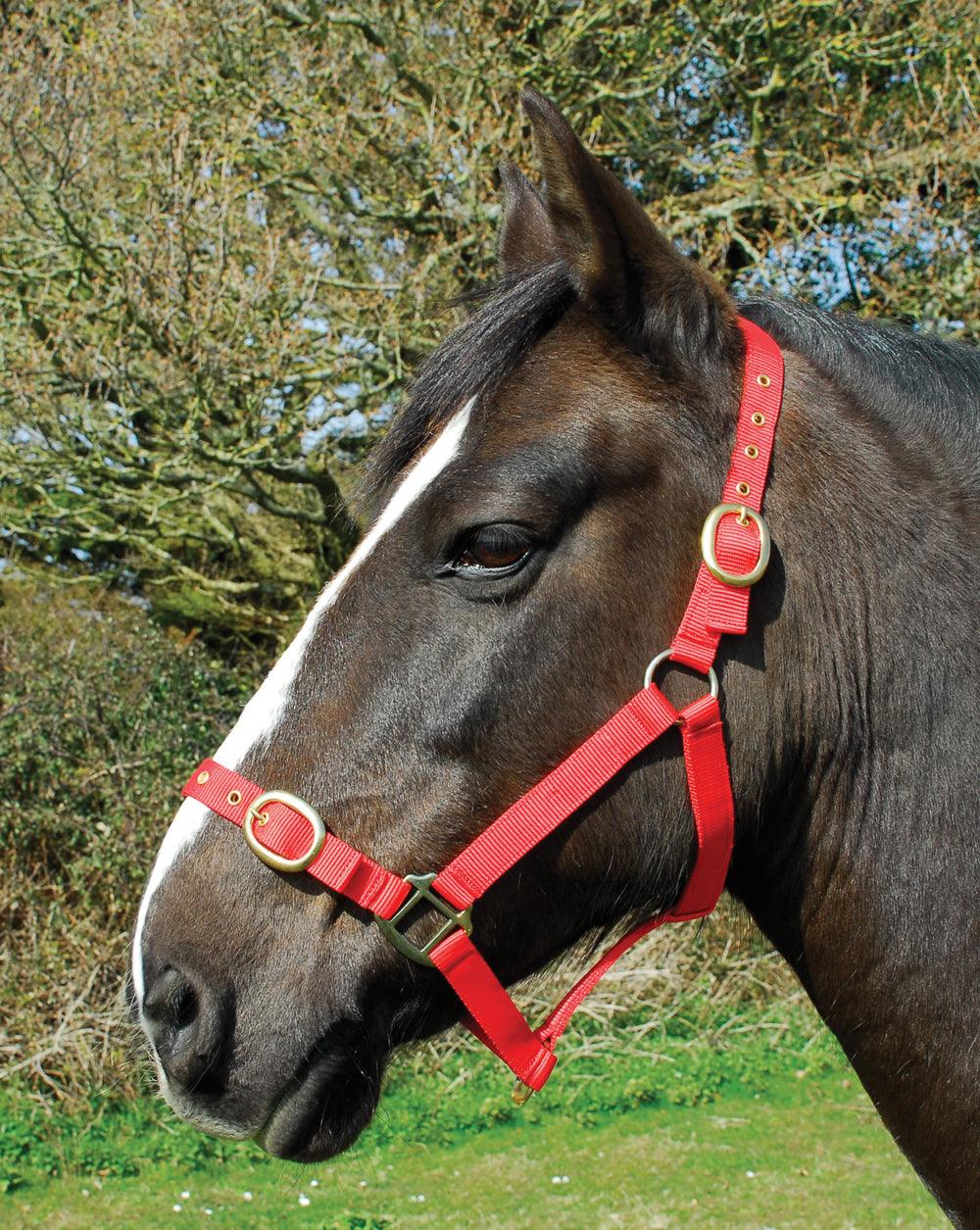 Rhinegold Licol en Nylon - SHOP HORSE
