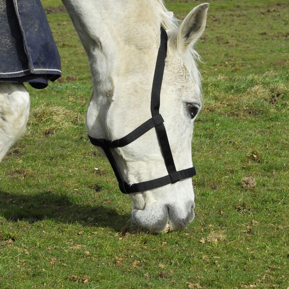 Rhinegold Licol de Securite en Nylon - SHOP HORSE