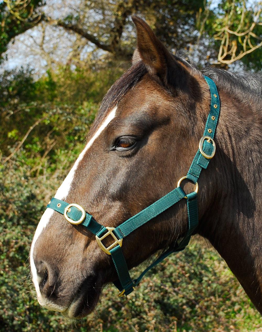 Rhinegold Licol en Nylon - SHOP HORSE