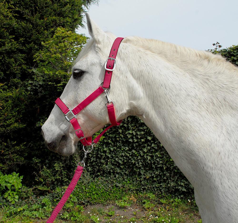 Rhinegold Carnival Licol et Longe - SHOPHORSE