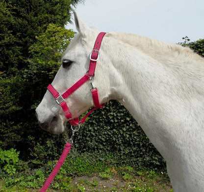 Rhinegold Carnival Licol et Longe - SHOPHORSE