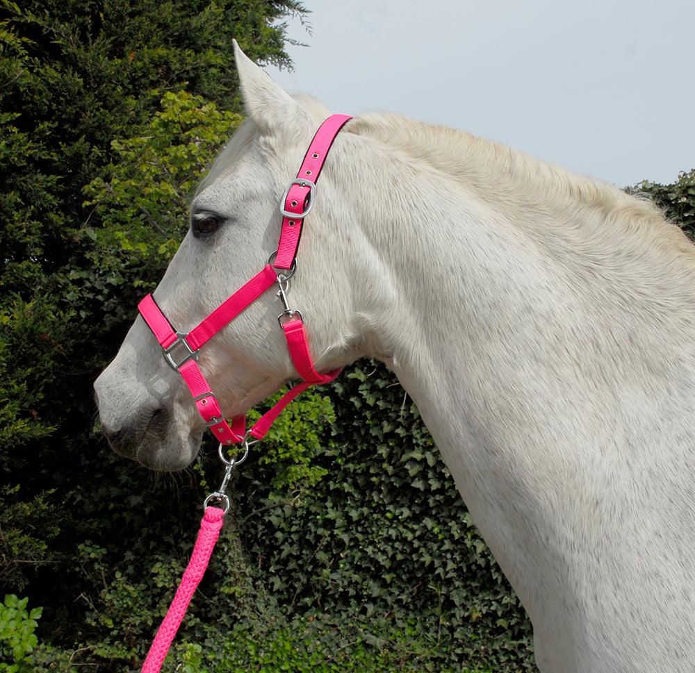 Rhinegold Carnival Licol et Longe - SHOPHORSE
