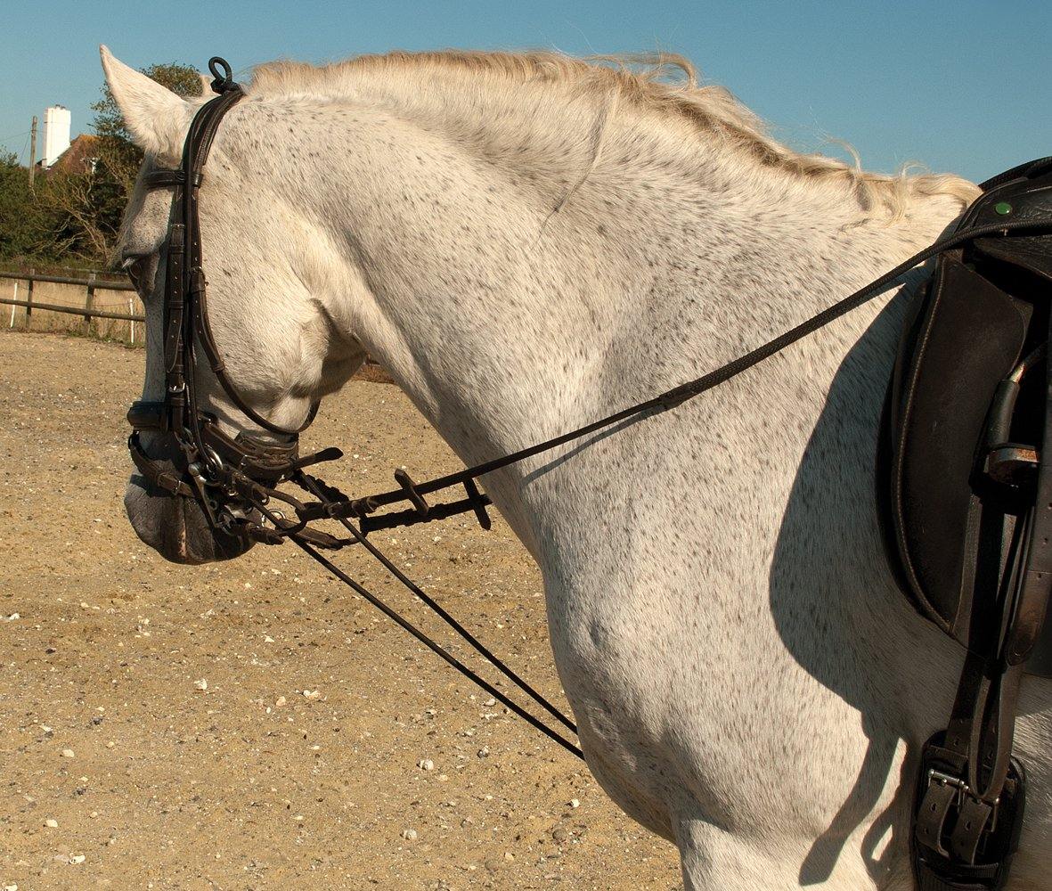 Rhinegold Enrenement Elastique - SHOPHORSE
