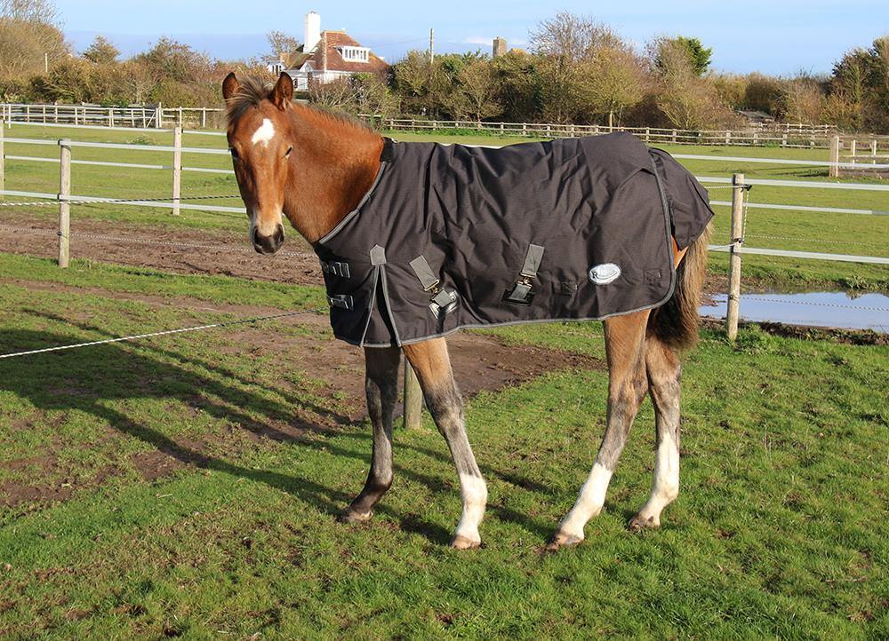Rhinegold Konig couverture Mini 200g - SHOPHORSE