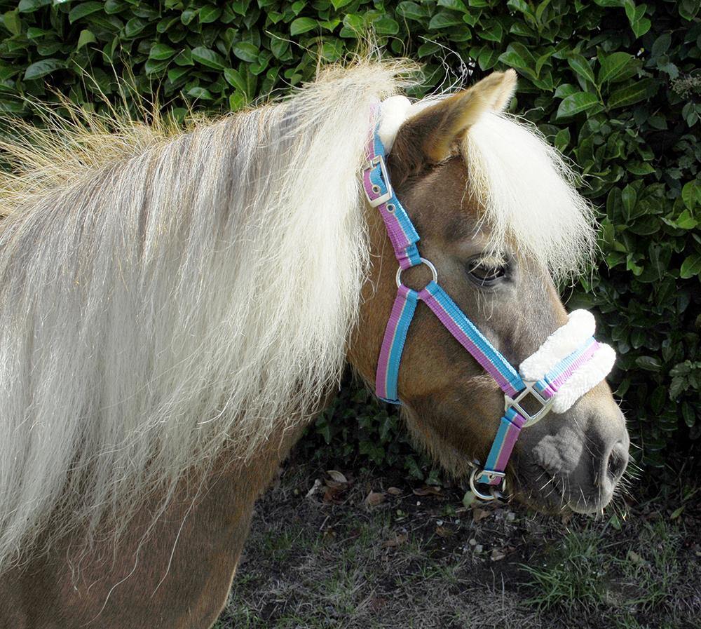 Rhinegold Licol Bright - SHOPHORSE