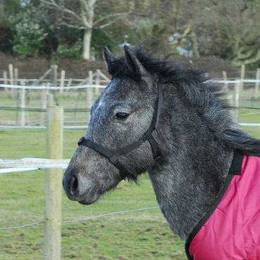 Rhinegold Licol de Securite Poulain - SHOPHORSE