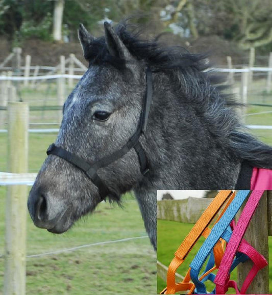 Rhinegold Licol de Securite Poulain - SHOPHORSE