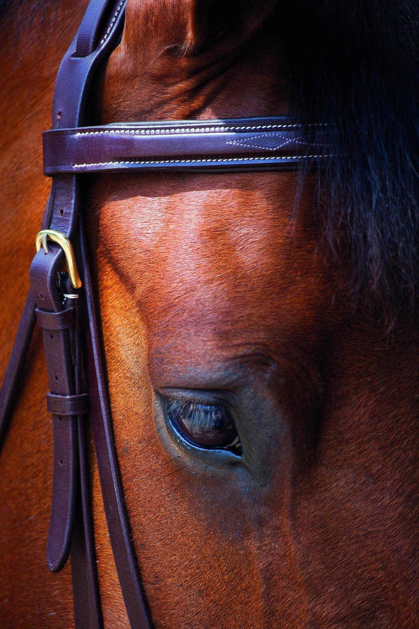 Salisbury Fairford Bridon - SHOPHORSE