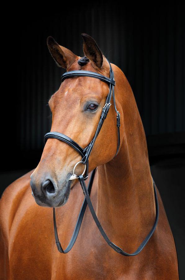 Salisbury Fairford Bridon - SHOPHORSE
