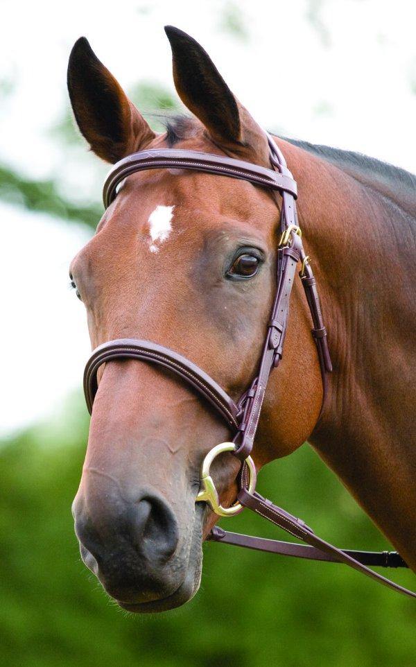 Salisbury Fairford Bridon - SHOPHORSE