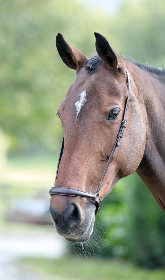Blenheim Muserolle Allemande - SHOPHORSE