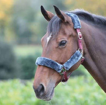 Shires Licol  avec Mouton Synthetque - SHOPHORSE