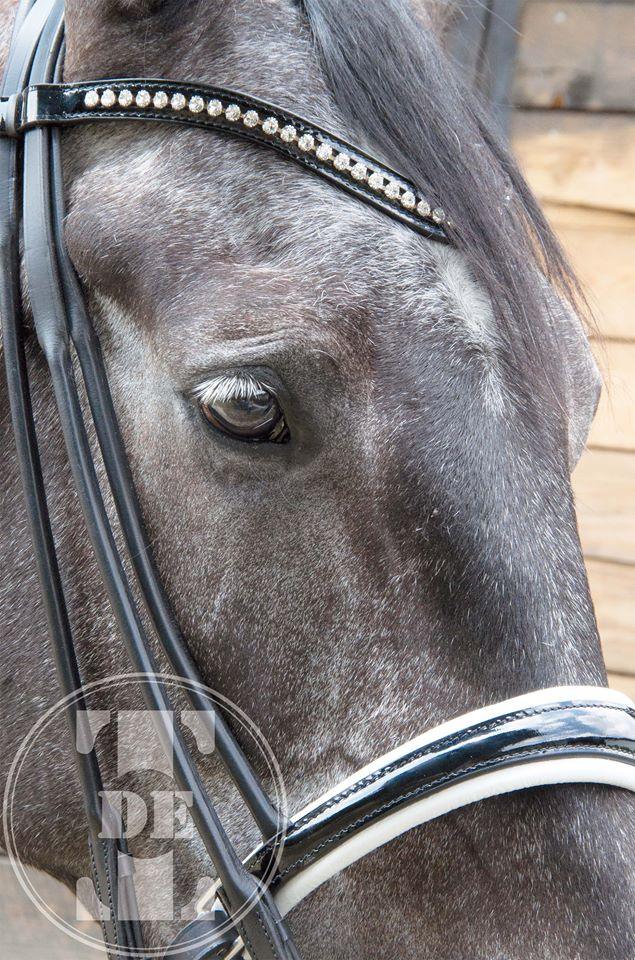 TdeT Bride Ribera - SHOPHORSE