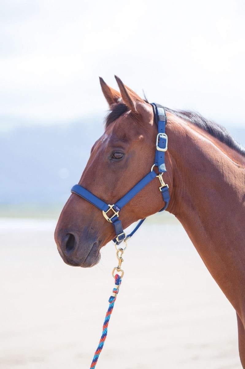 Shires Licol Topaz - SHOPHORSE