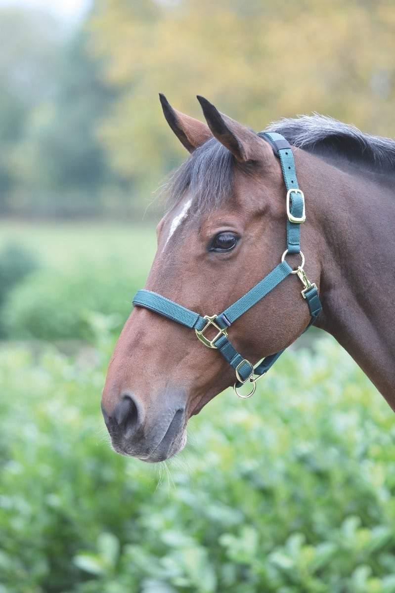 Shires Licol Topaz - SHOPHORSE