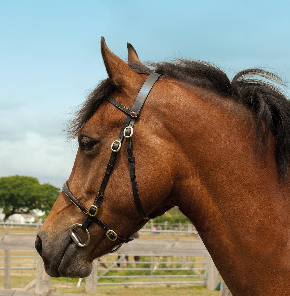 Windsor Bridon de Presentation - SHOP HORSE